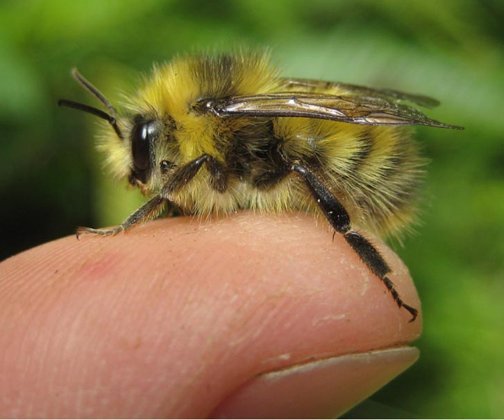 Are there different types of honey bees?